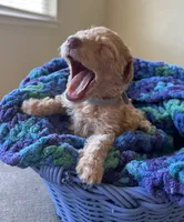 Grey collar girl, a male Poodle - Standard  for sale in Gardnerville, NV – 2 of 4