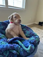 Red collar girl , a female Poodle - Standard  for sale in Gardnerville, NV – 4 of 5