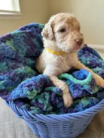 Yellow collar girl , a female Poodle - Standard  for sale in Gardnerville, NV – 1 of 4
