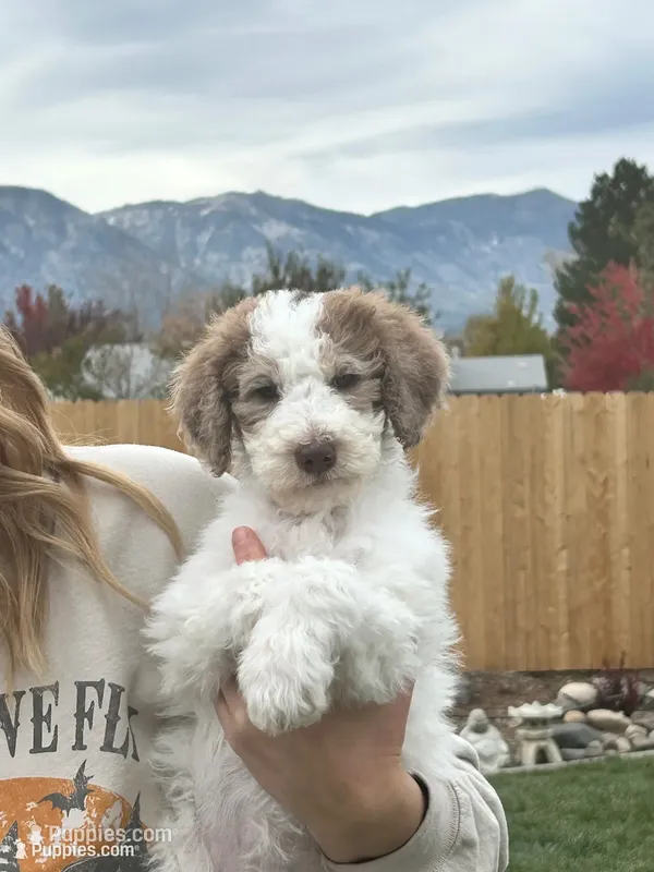 Diamond girl  – Poodle - Standard  puppy for sale in Gardnerville, NV