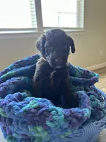 Brown collar boy , a male Poodle - Standard  for sale in Gardnerville, NV – 3 of 4