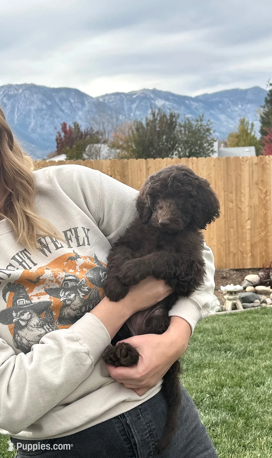 Hershey girl, a female Poodle - Standard  for sale in Gardnerville, NV – 1 of 8