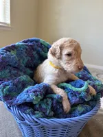 Yellow collar girl , a female Poodle - Standard  for sale in Gardnerville, NV – 4 of 4