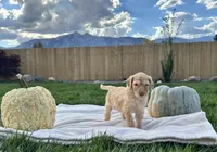 Tammy girl , a female Poodle - Standard  for sale in Gardnerville, NV – 4 of 10