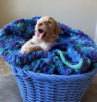 Pink collar girl , a female Poodle - Standard  for sale in Gardnerville, NV – 4 of 5