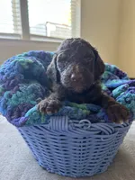 Light blue collar boy , a male Poodle - Standard  for sale in Gardnerville, NV – 2 of 5