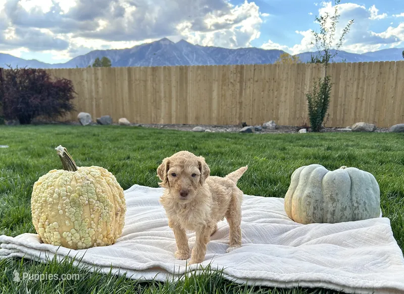 Red collar girl  – Poodle - Standard  puppy for sale in Gardnerville, NV