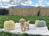 Tammy girl , a female Poodle - Standard  for sale in Gardnerville, NV – 3 of 10