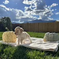 Bodie boy , a male Poodle - Standard  for sale in Gardnerville, NV – 4 of 9