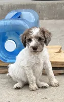 Dougie boy, a male Poodle - Standard  for sale in Gardnerville, NV – 2 of 5