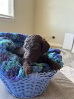 Light blue collar boy , a male Poodle - Standard  for sale in Gardnerville, NV – 5 of 5