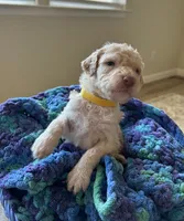 Yellow collar girl , a female Poodle - Standard  for sale in Gardnerville, NV – 2 of 4