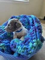 Blue collar boy , a female Poodle - Standard  for sale in Gardnerville, NV – 5 of 6