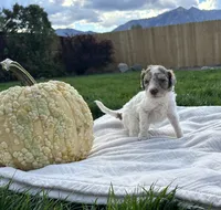 Dougie boy, a male Poodle - Standard  for sale in Gardnerville, NV – 5 of 5