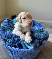 Green collar male, a male Poodle - Standard  for sale in Gardnerville, NV – 3 of 5