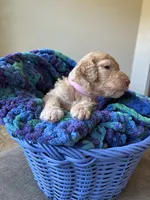 Pink collar girl , a female Poodle - Standard  for sale in Gardnerville, NV – 3 of 5
