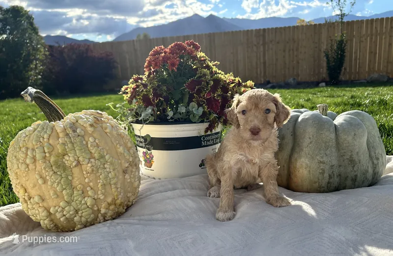 Pink collar girl  – Poodle - Standard  puppy for sale in Gardnerville, NV