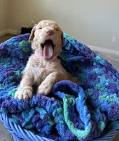 Pink collar girl , a female Poodle - Standard  for sale in Gardnerville, NV – 5 of 5