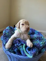 Green collar male, a male Poodle - Standard  for sale in Gardnerville, NV – 4 of 5
