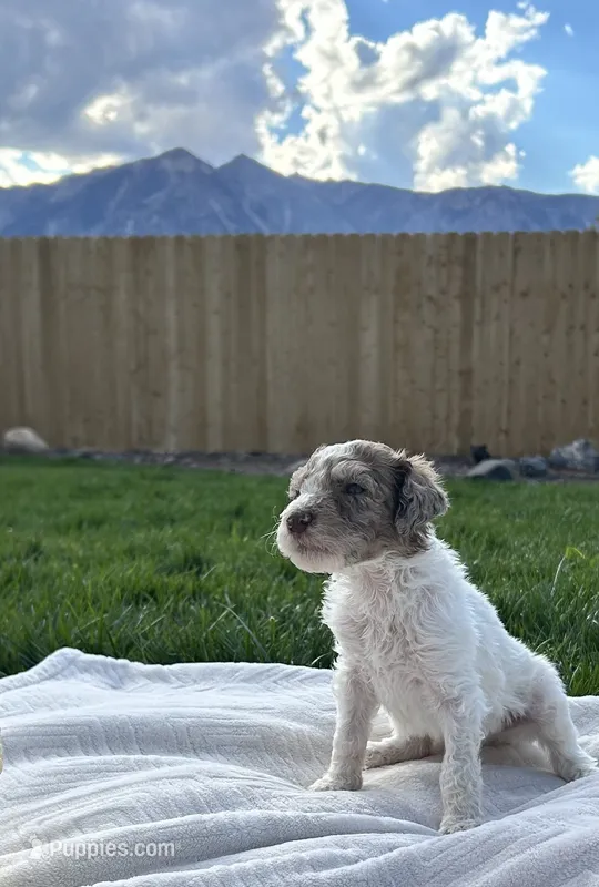 Blue collar boy  – Poodle - Standard  puppy for sale in Gardnerville, NV