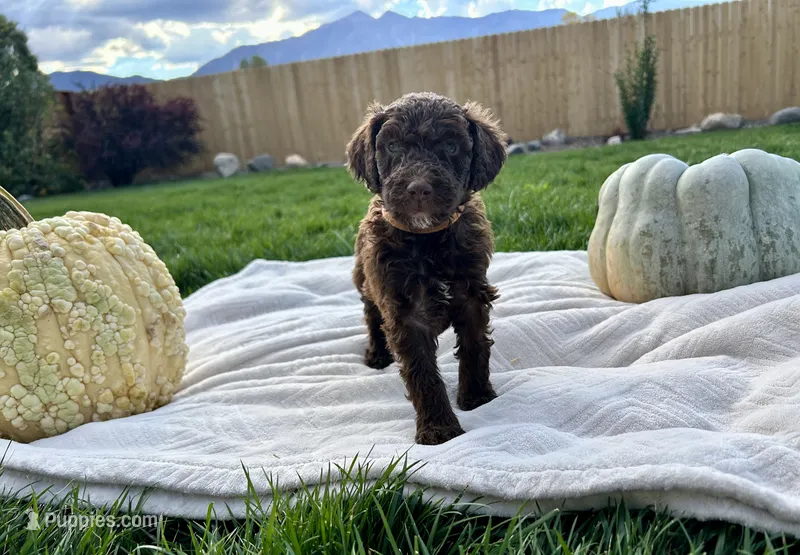 Brown collar boy  – Poodle - Standard  puppy for sale in Gardnerville, NV
