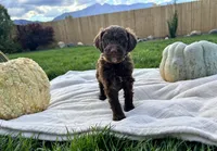 Teddy boy , a male Poodle - Standard  for sale in Gardnerville, NV – 3 of 8