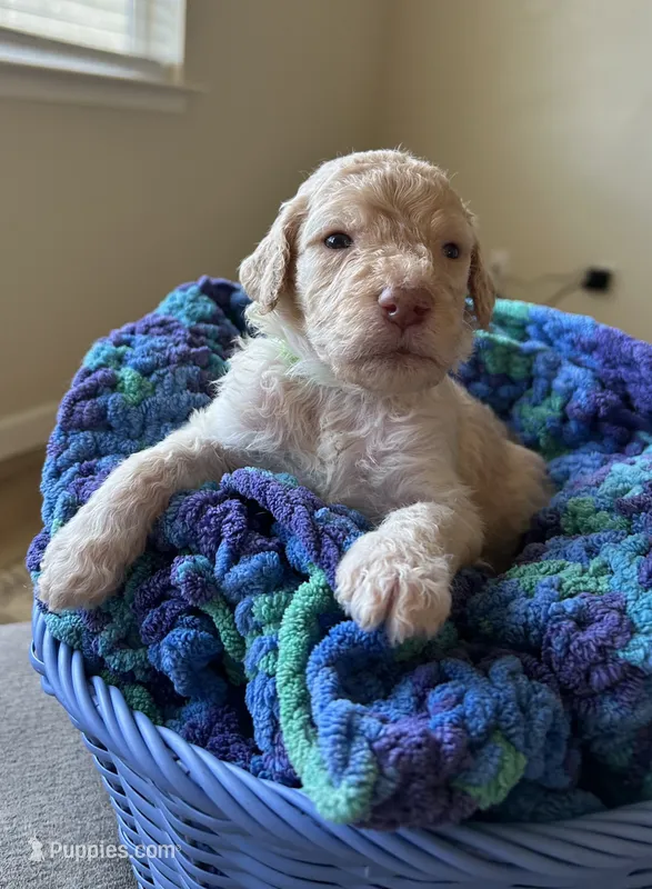 Green collar male – Poodle - Standard  puppy for sale in Gardnerville, NV