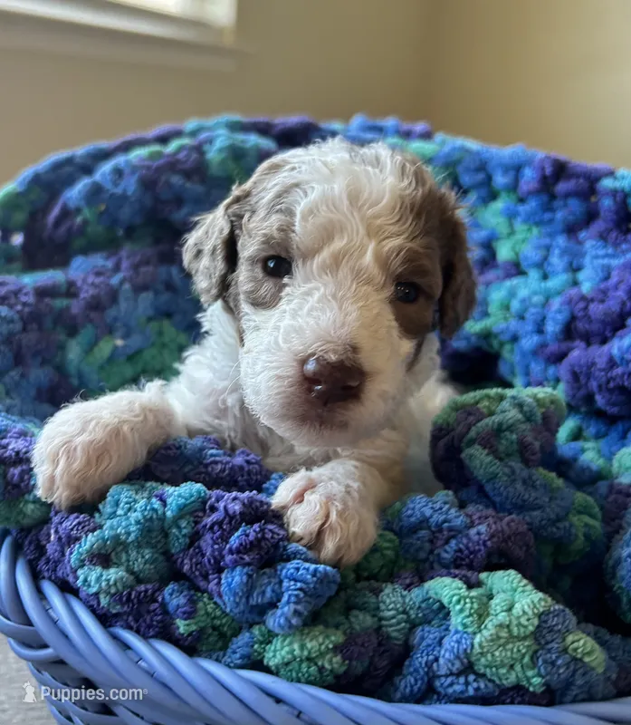Black collar girl  – Poodle - Standard  puppy for sale in Gardnerville, NV