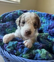 Black collar girl , a female Poodle - Standard  for sale in Gardnerville, NV – 1 of 5
