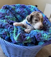 Blue collar boy , a female Poodle - Standard  for sale in Gardnerville, NV – 6 of 6
