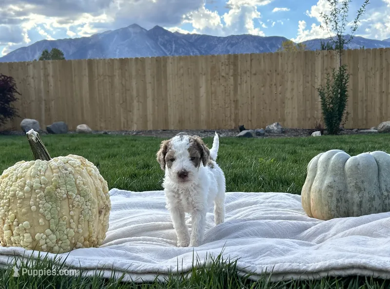 Black collar girl  – Poodle - Standard  puppy for sale in Gardnerville, NV