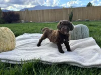 Teddy boy , a male Poodle - Standard  for sale in Gardnerville, NV – 4 of 8