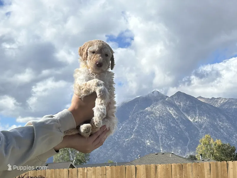 Green collar male – Poodle - Standard  puppy for sale in Gardnerville, NV