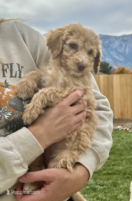 Sandy girl – Poodle - Standard  puppy for sale in Gardnerville, NV