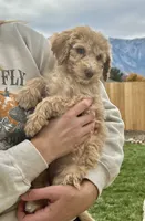 Sandy girl, a female Poodle - Standard  for sale in Gardnerville, NV – 1 of 7