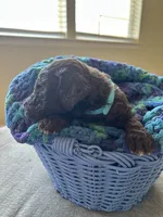 Light blue collar boy , a male Poodle - Standard  for sale in Gardnerville, NV – 3 of 5