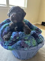 Brown collar boy , a male Poodle - Standard  for sale in Gardnerville, NV – 2 of 4