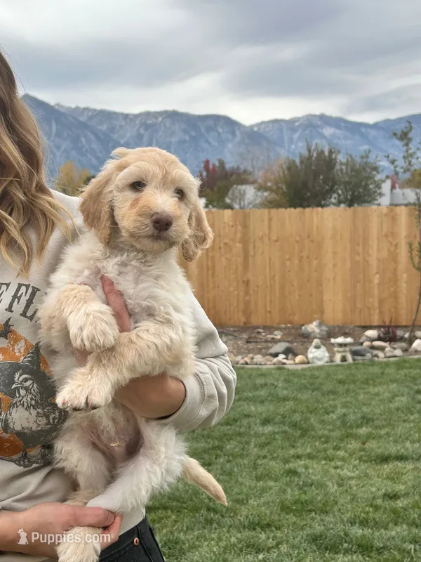 Bodie boy  – Poodle - Standard  puppy for sale in Gardnerville, NV