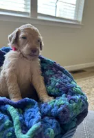 Red collar girl , a female Poodle - Standard  for sale in Gardnerville, NV – 3 of 5