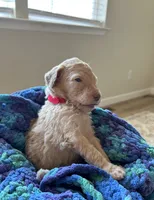 Red collar girl , a female Poodle - Standard  for sale in Gardnerville, NV – 2 of 5