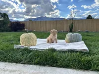 Tammy girl , a female Poodle - Standard  for sale in Gardnerville, NV – 5 of 10