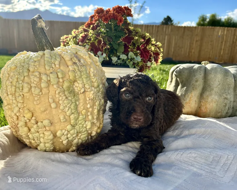 Light blue collar boy  – Poodle - Standard  puppy for sale in Gardnerville, NV