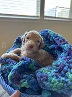 Pink collar girl , a female Poodle - Standard  for sale in Gardnerville, NV – 1 of 5