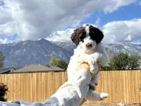 Zoe girl , a female Poodle - Standard  for sale in Gardnerville, NV – 2 of 9