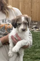 Dougie boy, a male Poodle - Standard  for sale in Gardnerville, NV – 3 of 5