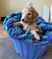 Grey collar girl, a male Poodle - Standard  for sale in Gardnerville, NV – 1 of 4