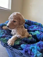 Grey collar girl, a male Poodle - Standard  for sale in Gardnerville, NV – 4 of 4