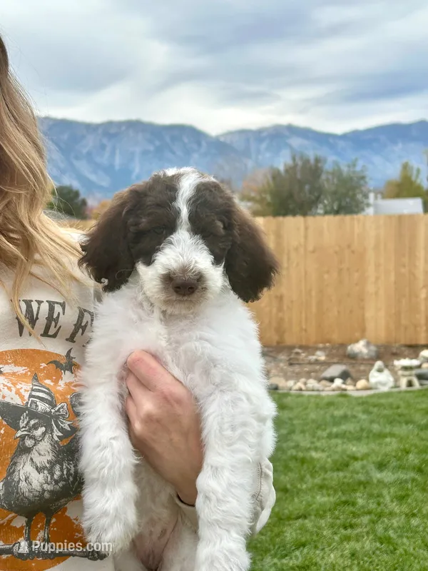 Zoe girl  – Poodle - Standard  puppy for sale in Gardnerville, NV