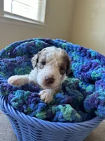 Black collar girl , a female Poodle - Standard  for sale in Gardnerville, NV – 4 of 5