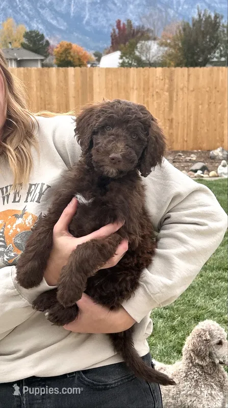 Teddy boy  – Poodle - Standard  puppy for sale in Gardnerville, NV